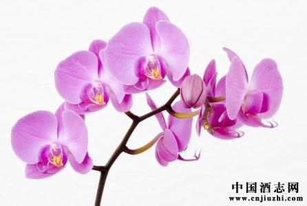 臺灣大學研制出“蘭花酒”
