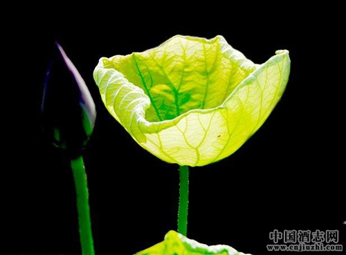 Ļ